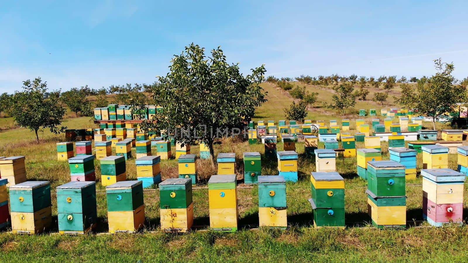 Bees in the apiary. in the meadow a lot of bee houses, hives are. honey production on farm. The bees swarm alongside hives . natural honey production, organic products. High quality photo