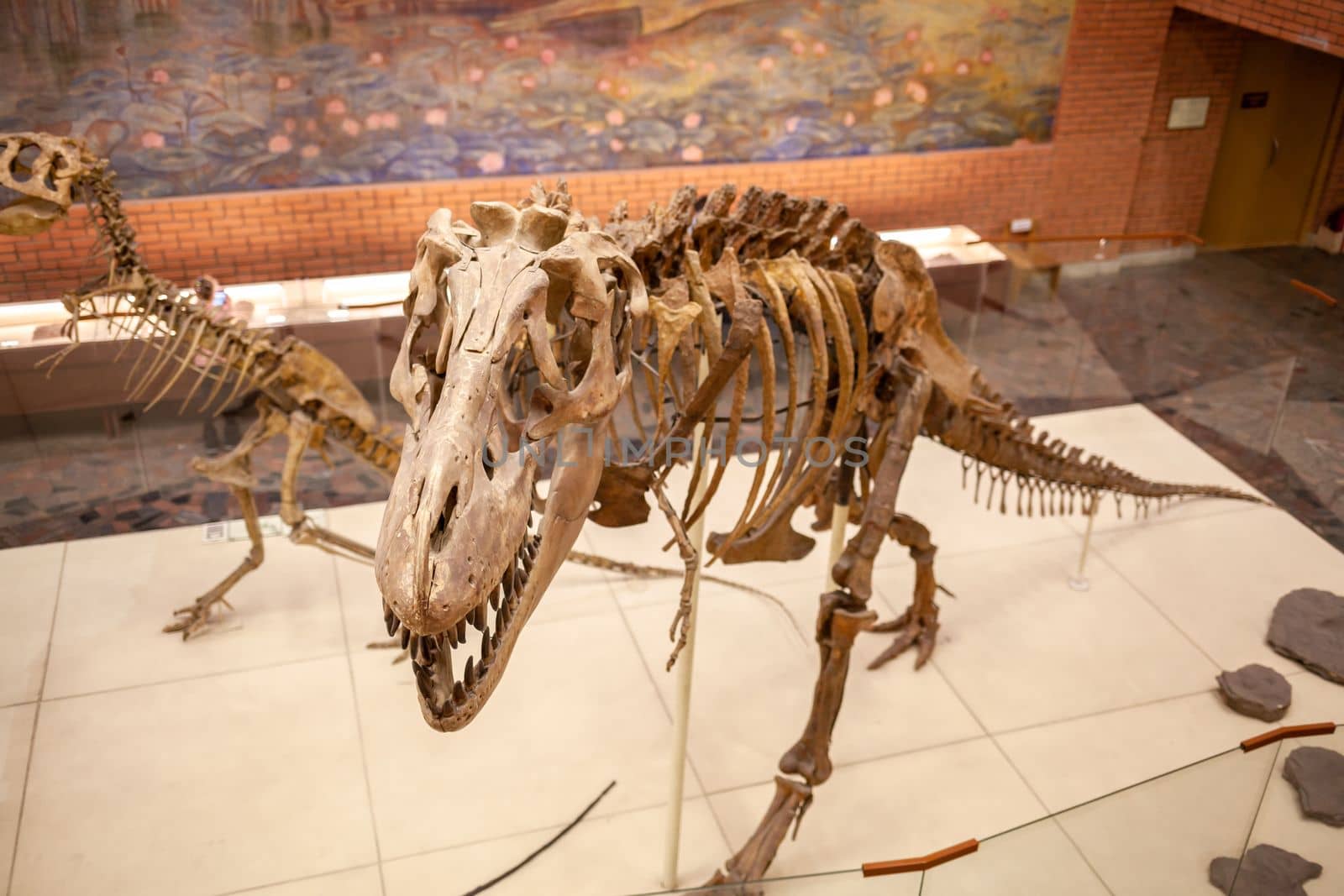 20.11. 2022, Moscow, Russia, Yu.A. Orlov Paleontological Museum by AnatoliiFoto