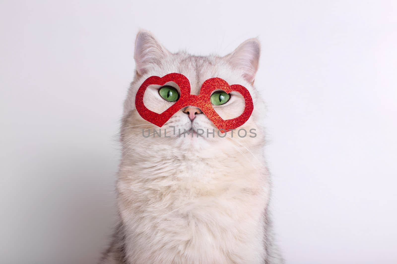 Portrait of a beautiful white cat in a red mask in the form of hearts. Close up. Copy space