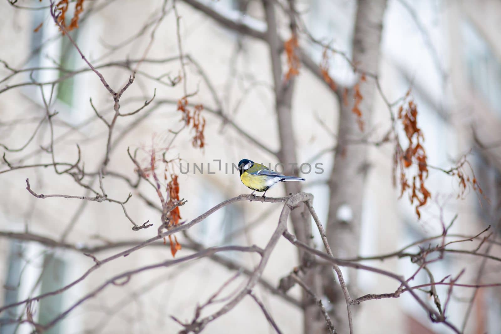 A beautiful little blue bird sits on a branch in winter and flies for food. Other birds are also sitting on the branches.