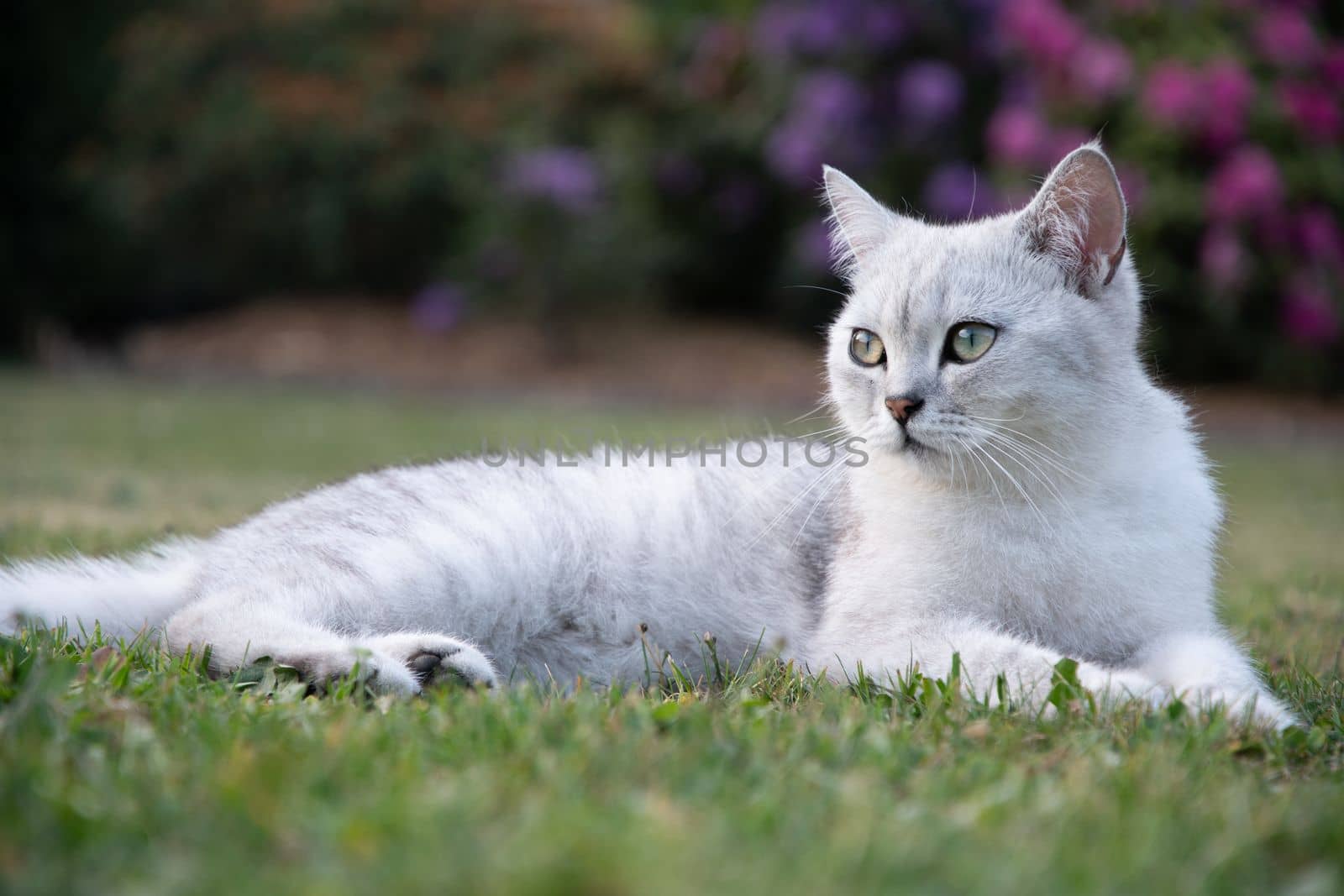 cute light gray scottish kitten lies peacefully on a green lawn and enjoy, peaceful life on earth. High quality photo