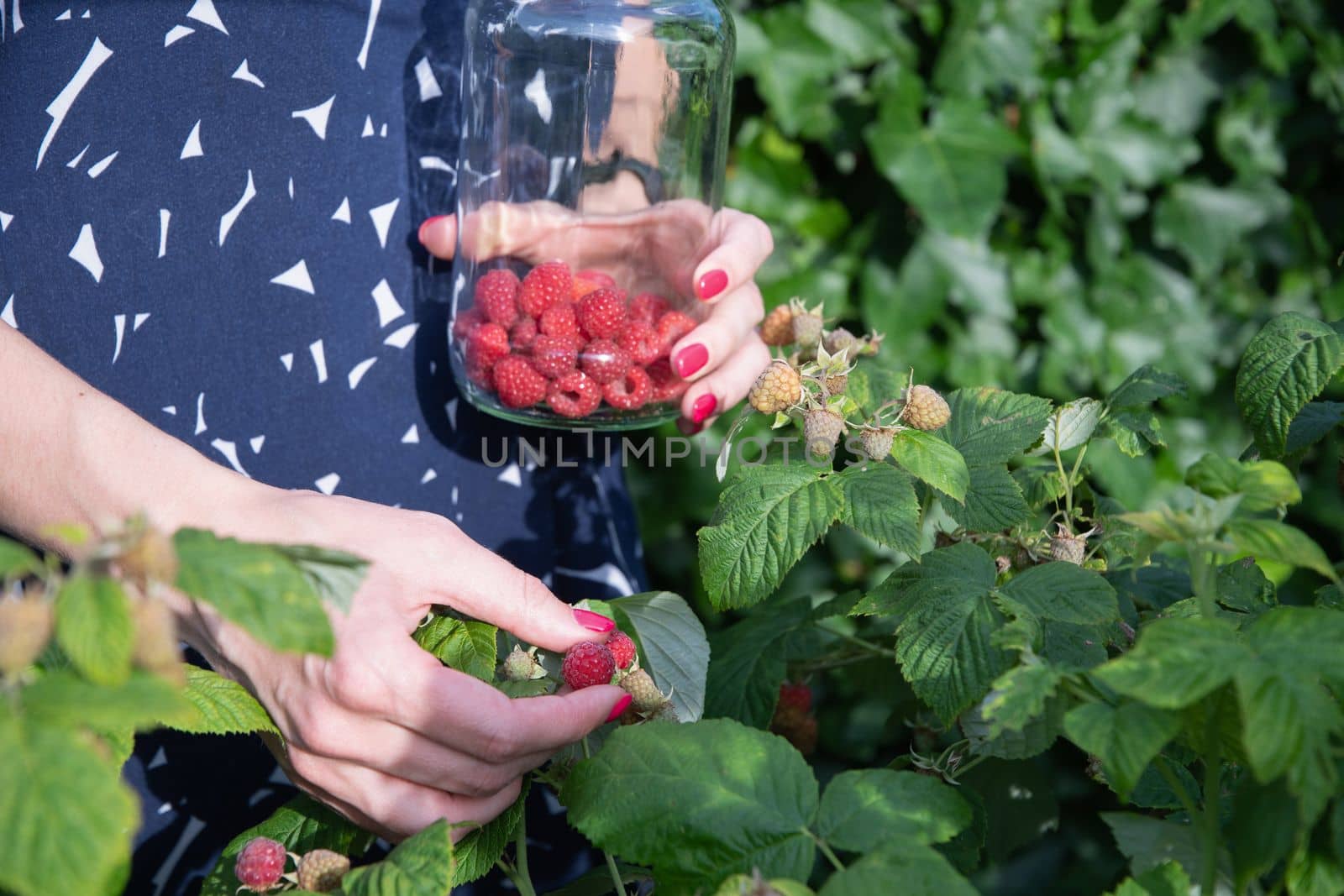 yung woman picks ripe raspberries in a basket, summer harvest of berries and fruits, sweet vitamins all year round. High quality photo