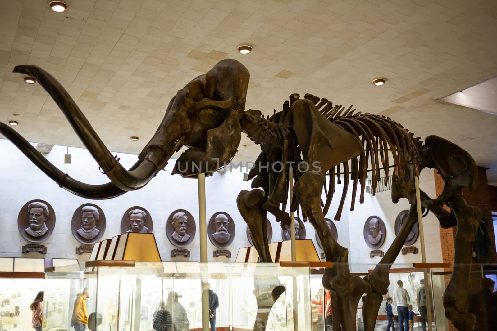 20.11. 2022, Moscow, Russia, Yu.A. Orlov Paleontological Museum by AnatoliiFoto