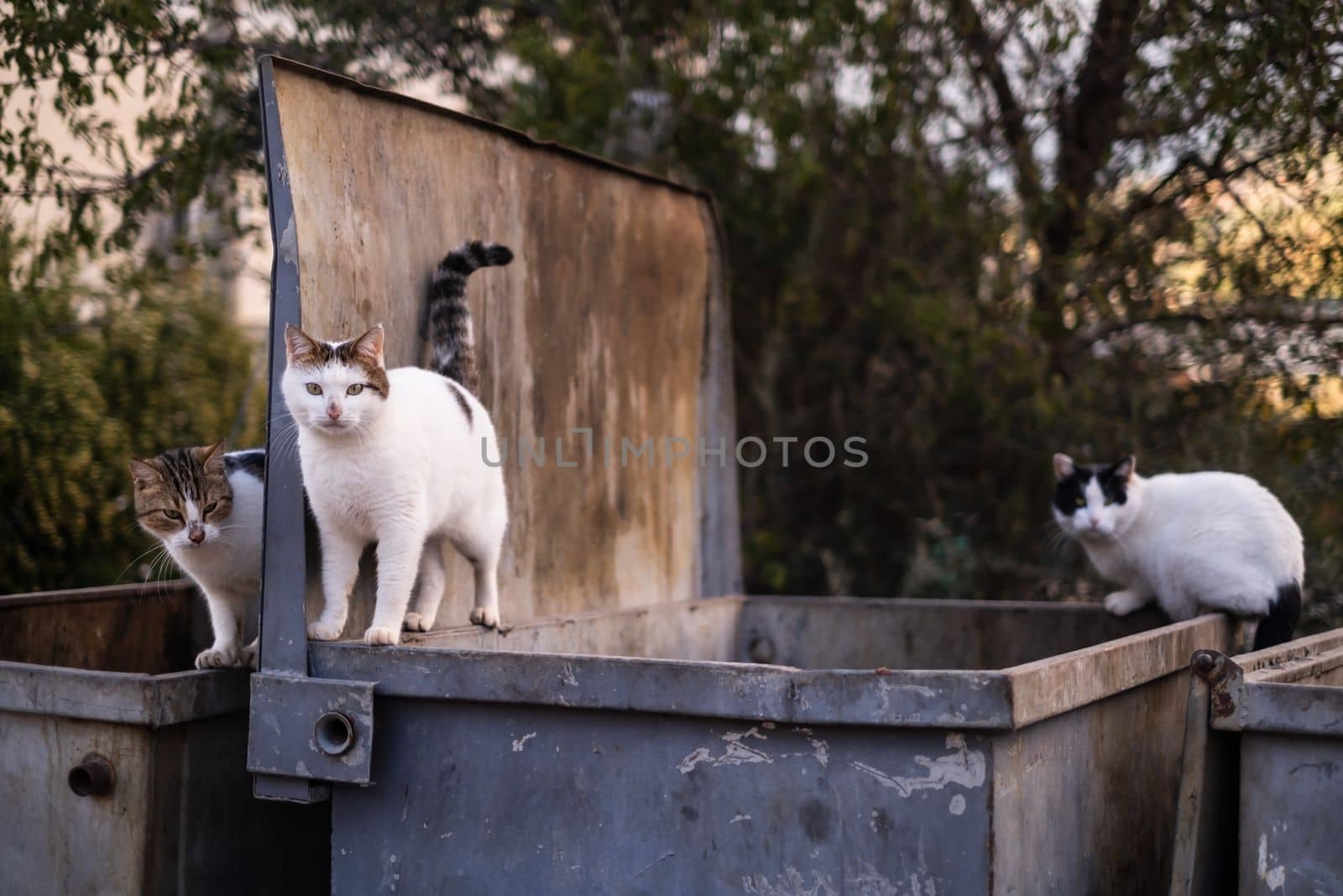 stray cats search for food in a dumpster. Problem of homeless cats in the city