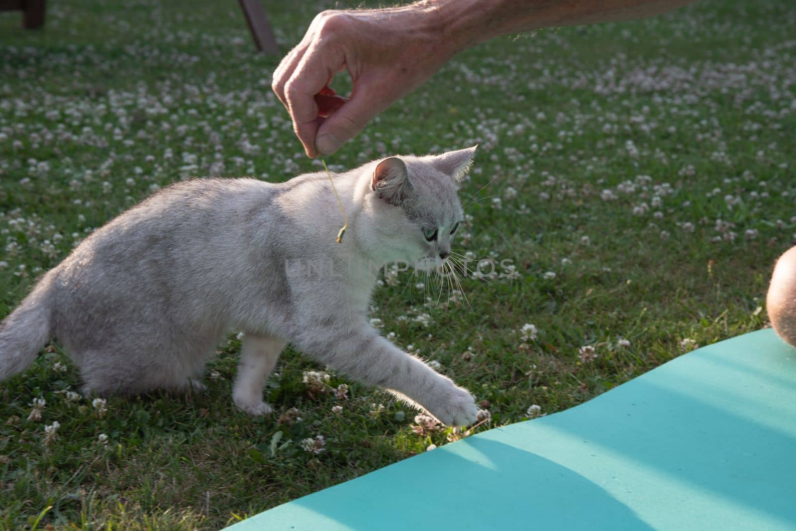 the owner plays with a small fluffy Scottish kitten in the garden on a green lawn. High quality photo