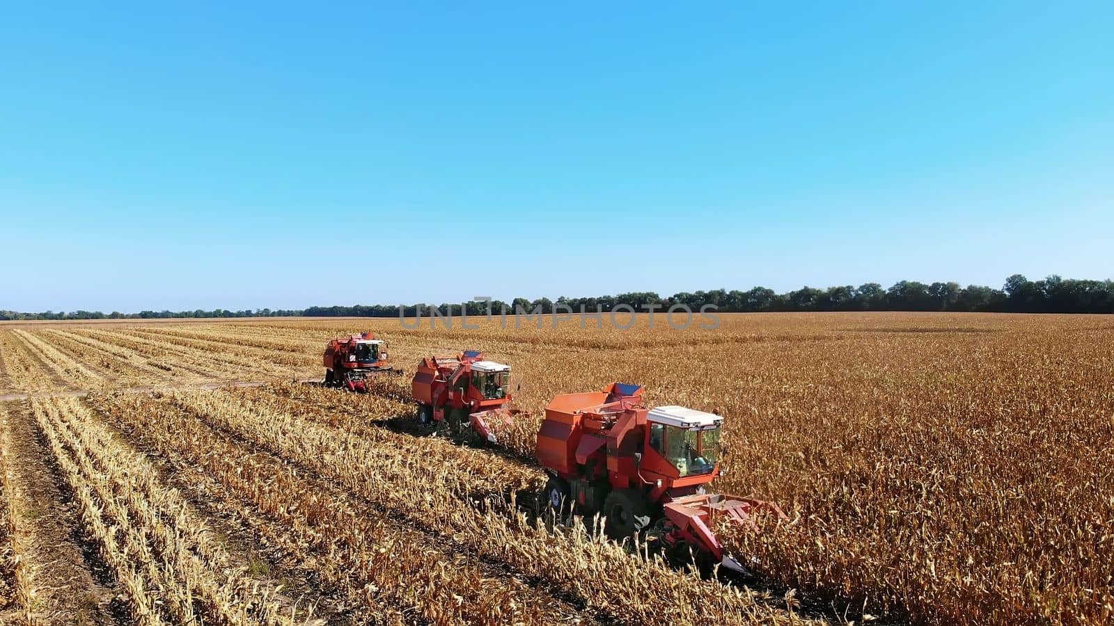 Aerial top view. three big red combine harvester machines harvesting corn field in early autumn. tractors filtering Fresh corncobs from the leaves and stalks. Aerial Agriculture. High quality photo