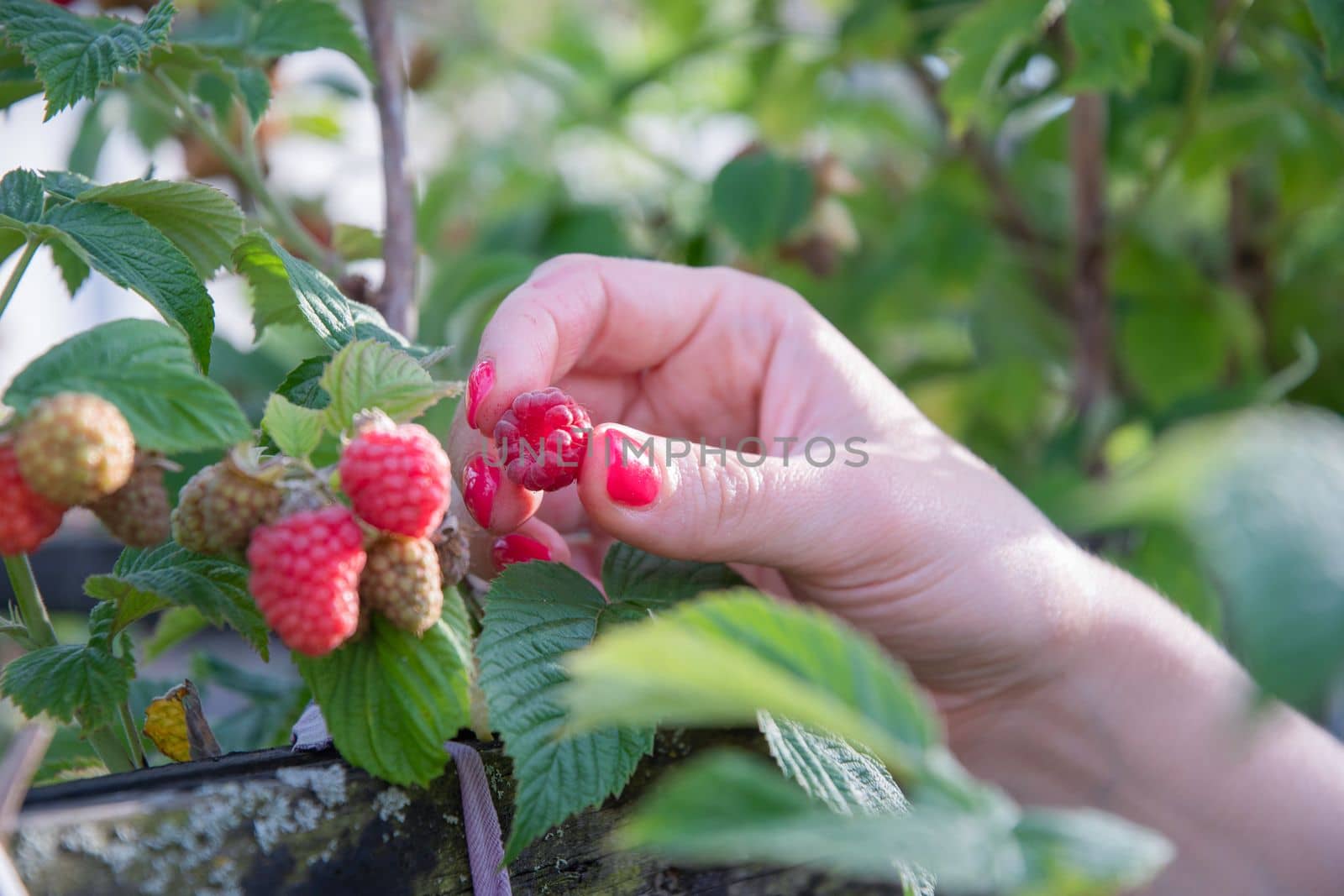 yung woman picks ripe raspberries in a basket, summer harvest of berries and fruits, sweet vitamins all year round. High quality photo