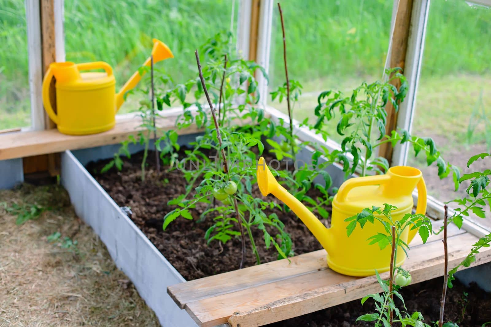 young bushes of tomatoes, on a bed in a greenhouse. Nearby are two yellow watering cans. View from above
