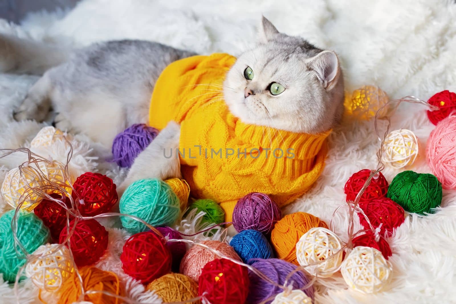 a white cat lies in a yellow sweater, on a white fluffy blanket with colorful balls of yarn.Look at side. Copy space