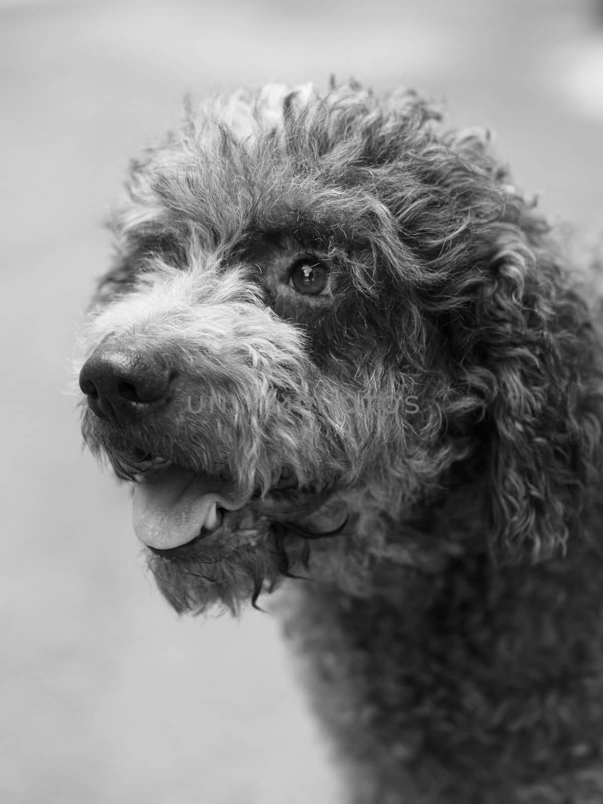 funny hairy terrier dog in the mood