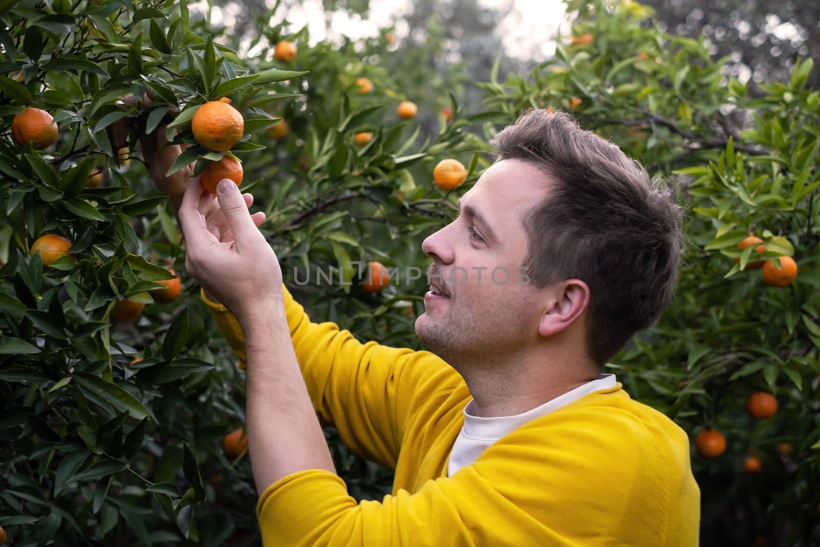 Young man harvests oranges and mandarins on citrus farm on sunny summer day by koldunov