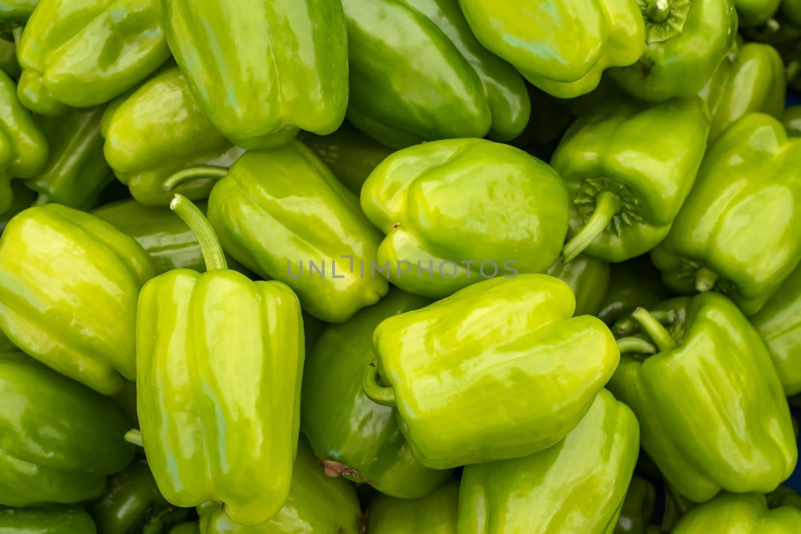 green pepper harvest. many fresh green peppers. High quality photo