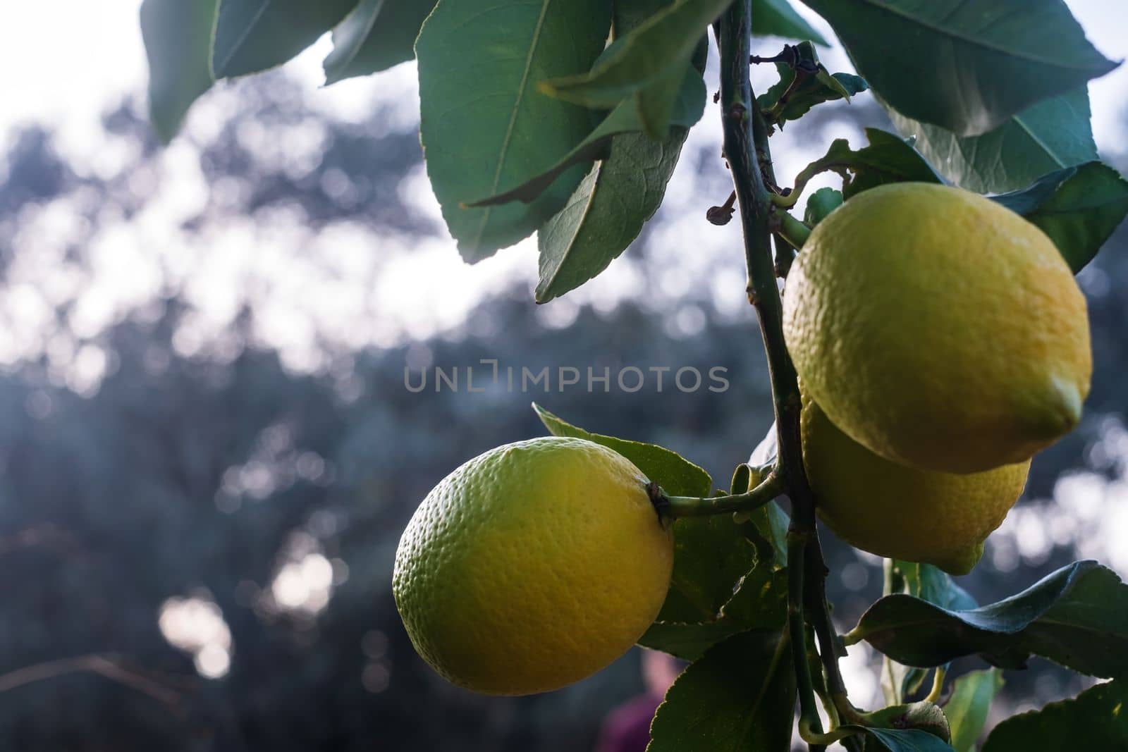 Close up of Lemons hanging from a tree in a lemon grove  by koldunov