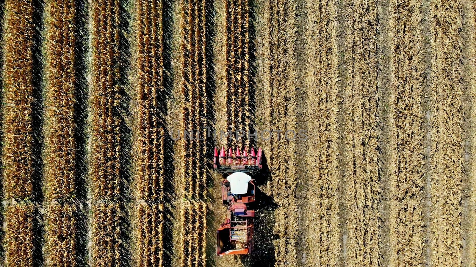 Aerial top view. combine harvester machine harvesting corn field in early autumn. large red tractor filtering Fresh corncobs from the leaves and stalks. Aerial Agriculture. High quality photo