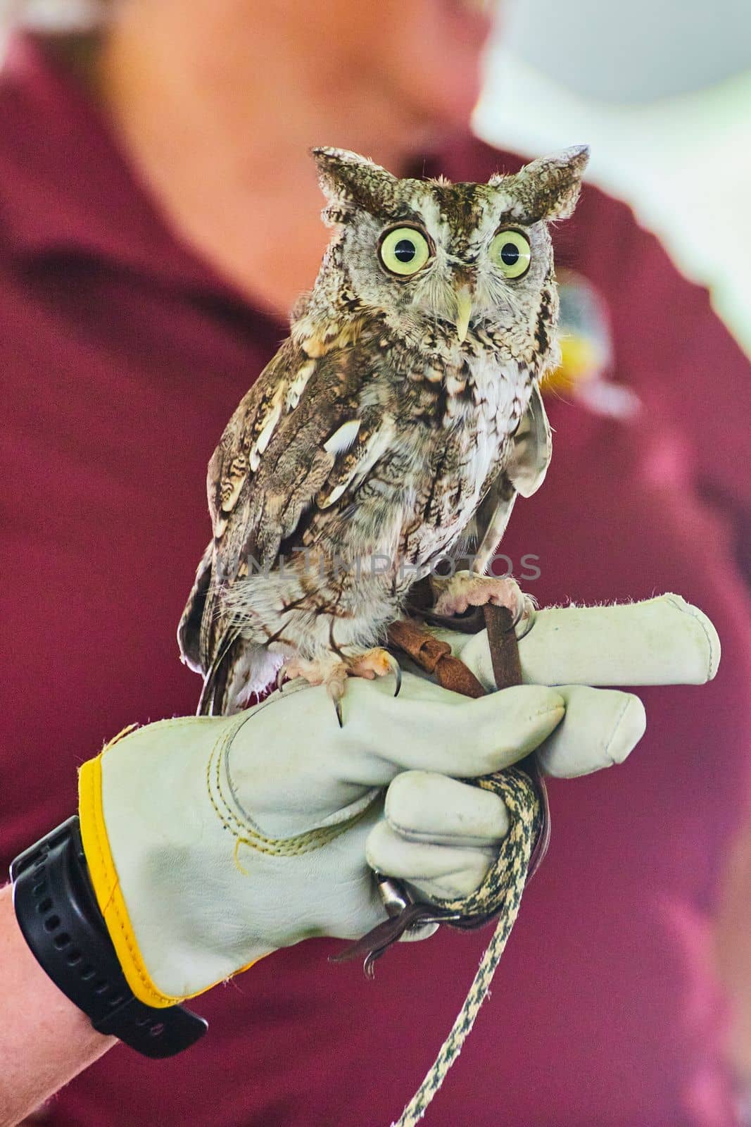Image of American Eastern Screech Owl raptor tamed and on leather glove of trainer