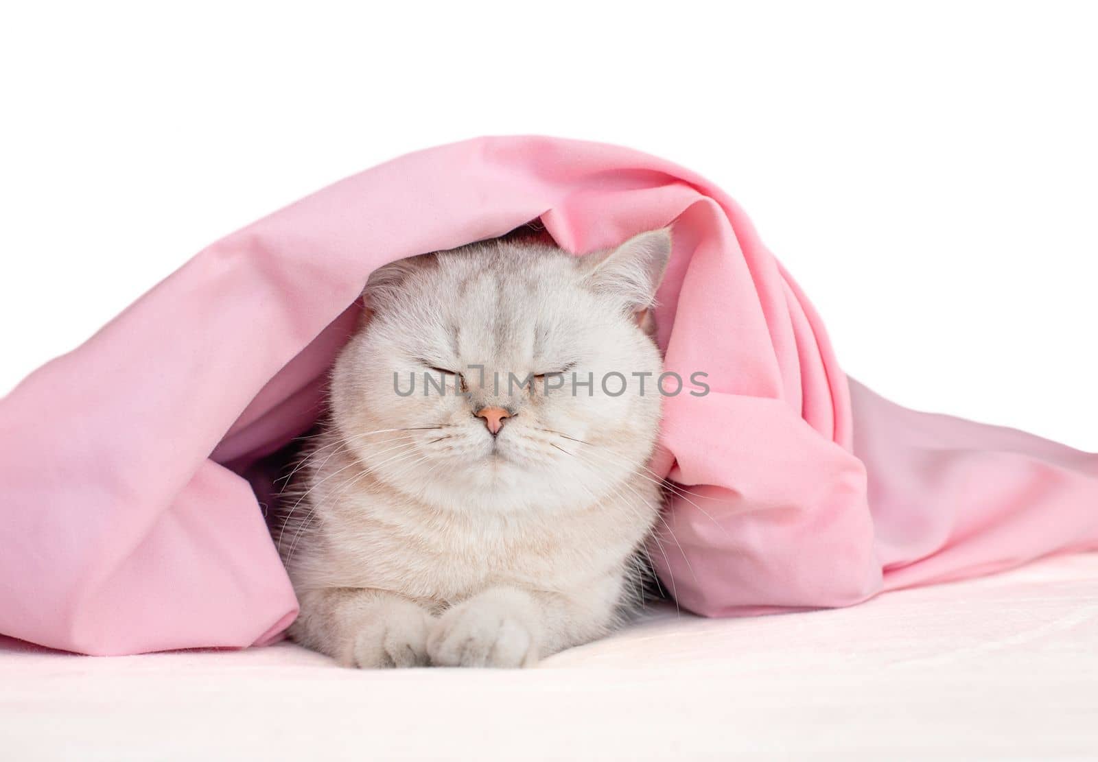 Adorable white cat, in a bandage with ears, sleep under a pink blanket, isolated on white background