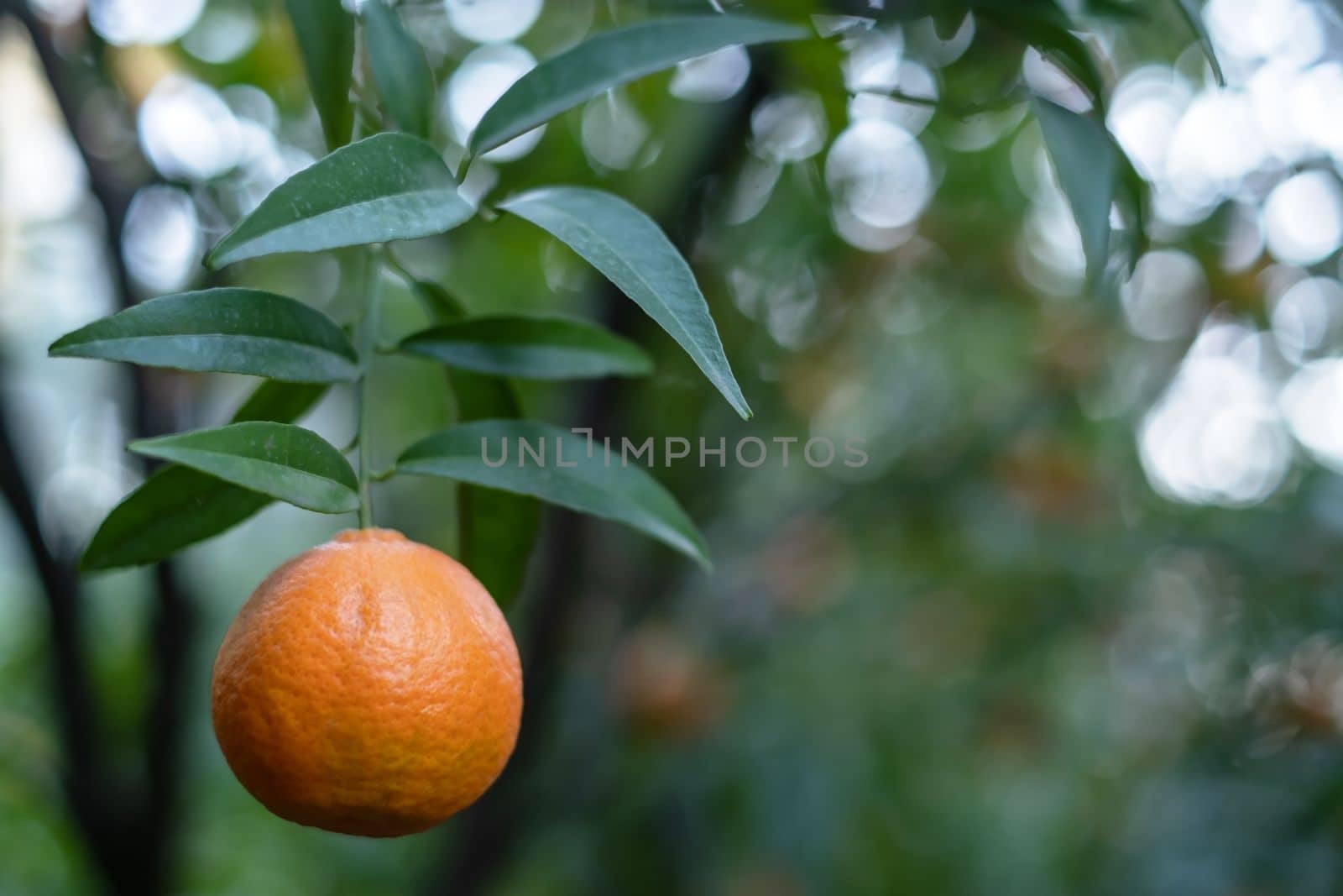 Ripe oranges on tree branches in an orange garden with water drops by koldunov