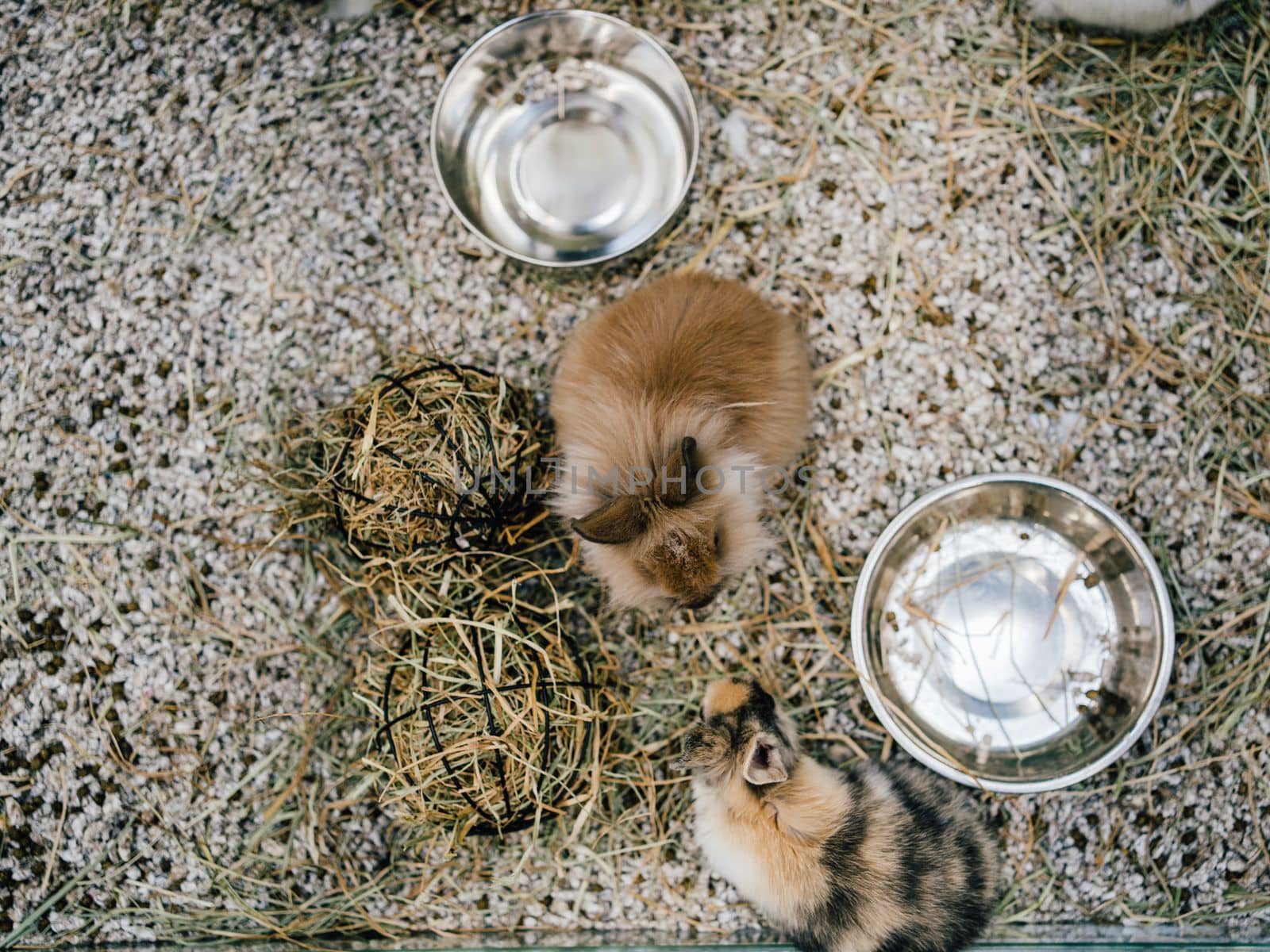 top view of Brown baby rabbits looking each other playing together.