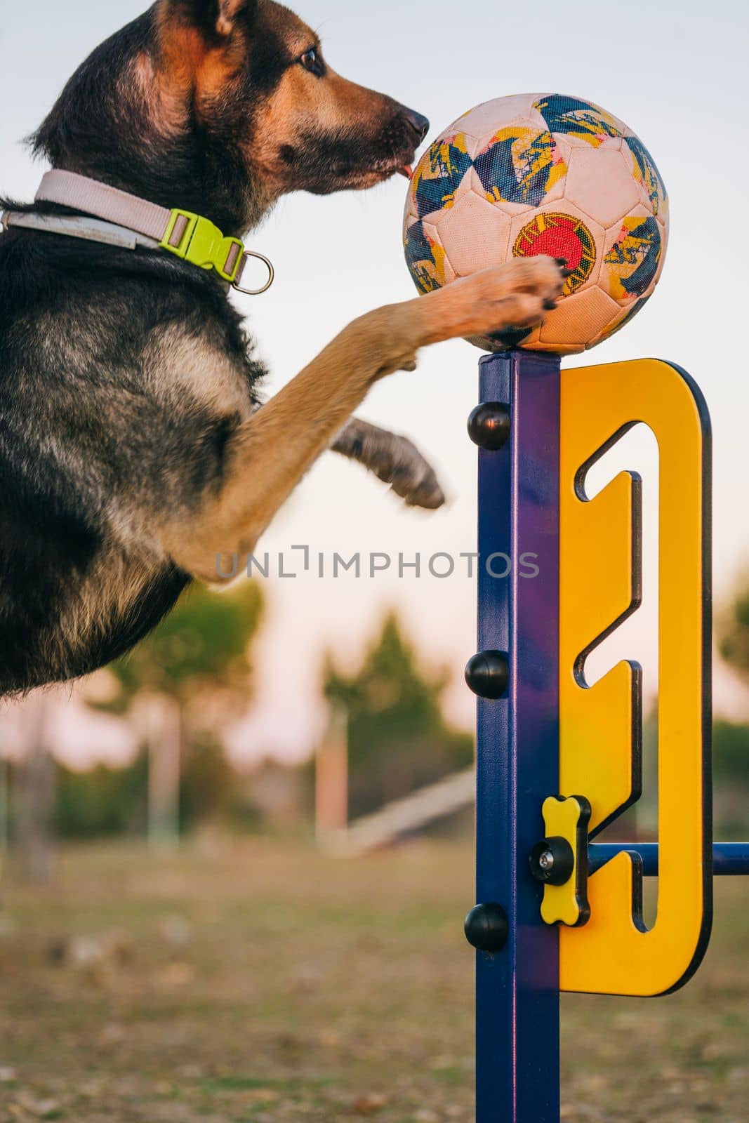 side view of young dog jumping playing with a ball