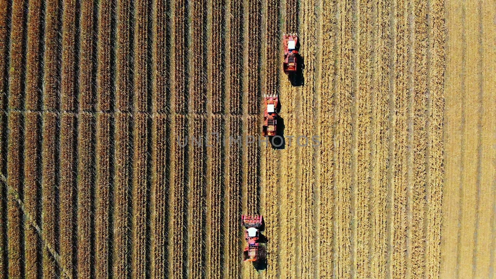 Aerial top view. three big red combine harvester machines harvesting corn field in early autumn. tractors filtering Fresh corncobs from the leaves and stalks. Aerial Agriculture. High quality photo