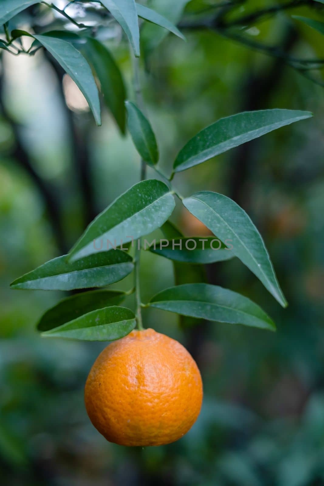 Ripe oranges on tree branches in an orange garden with water drops by koldunov