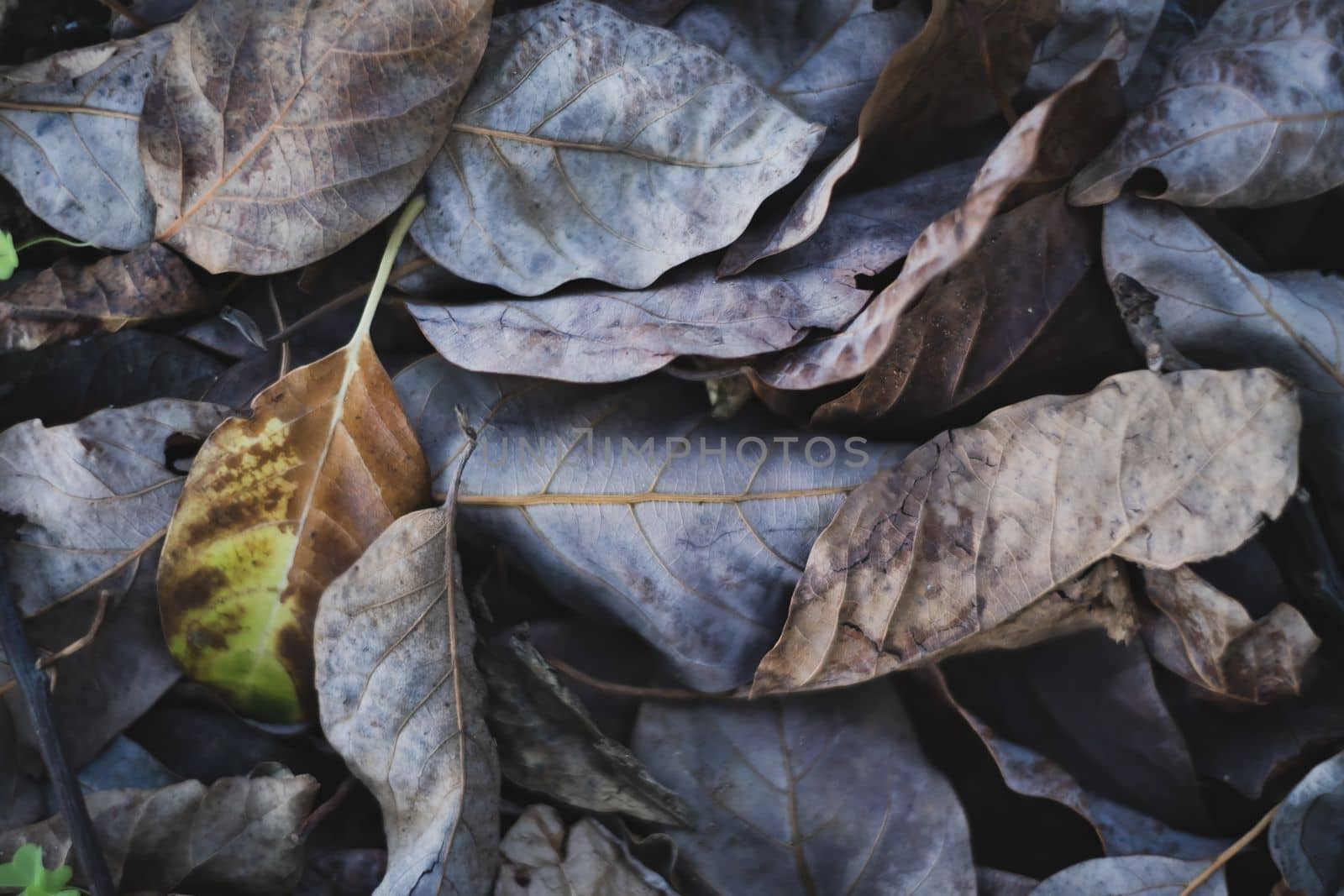 Dried fallen leaves background. High quality photo
