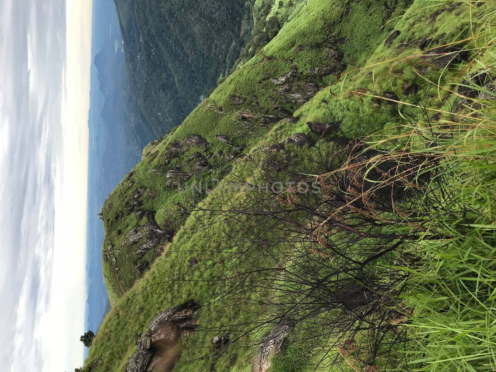 tea plantations in sri lanka. High quality photo