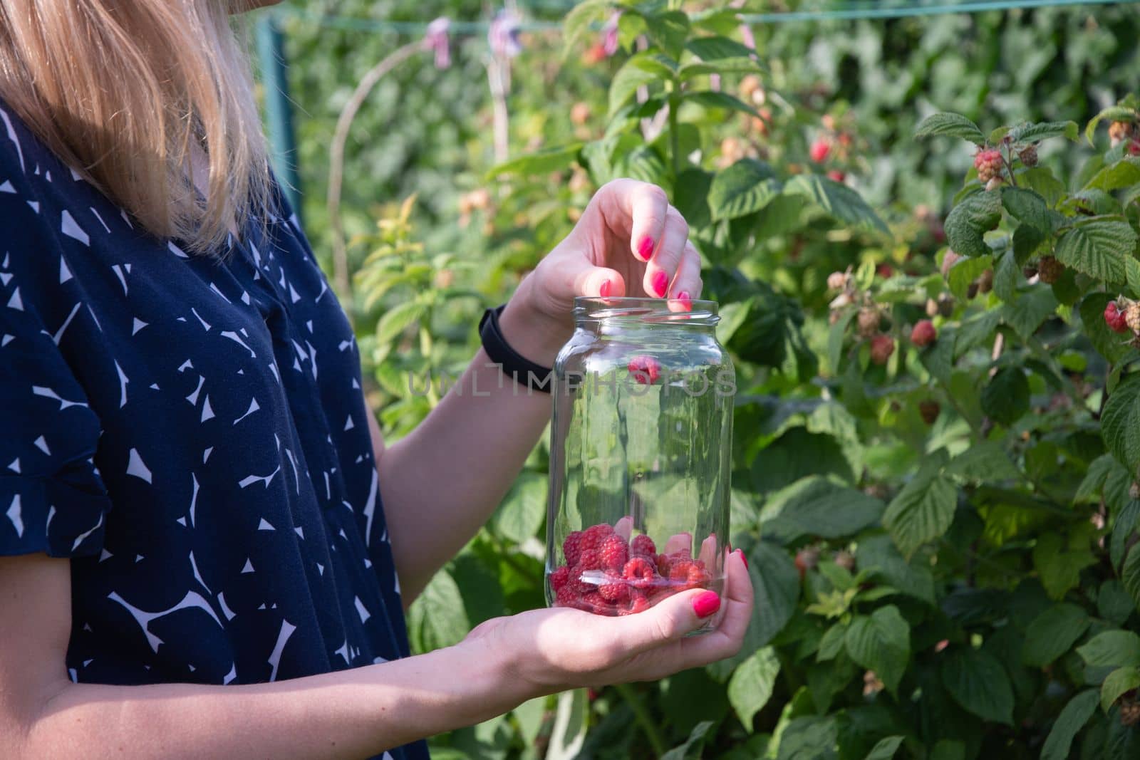 yung woman picks ripe raspberries in a basket, summer harvest of berries and fruits, sweet vitamins all year round. High quality photo