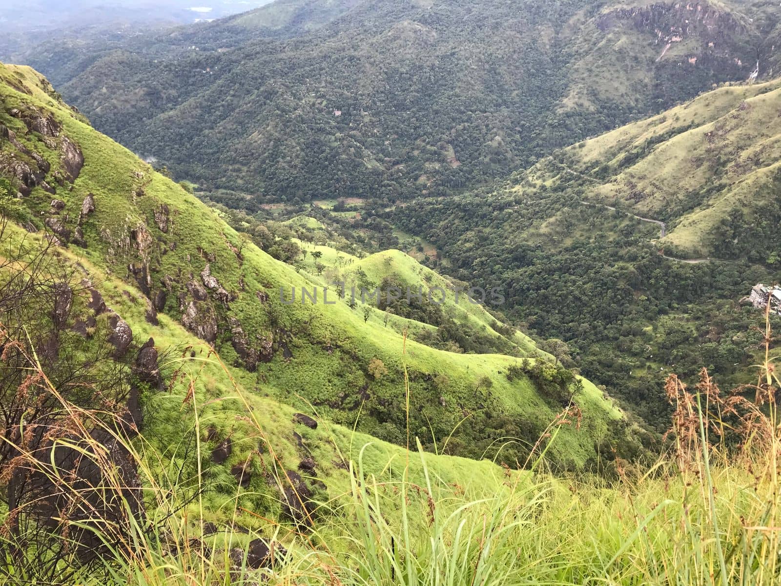 tea plantations in sri lanka. High quality photo