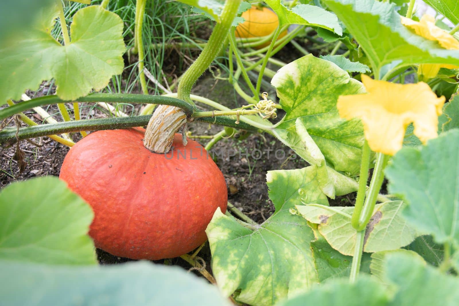 red-orange pumpkin hanging on a stem with large green leaves autumn harvest of vegetables. High quality photo