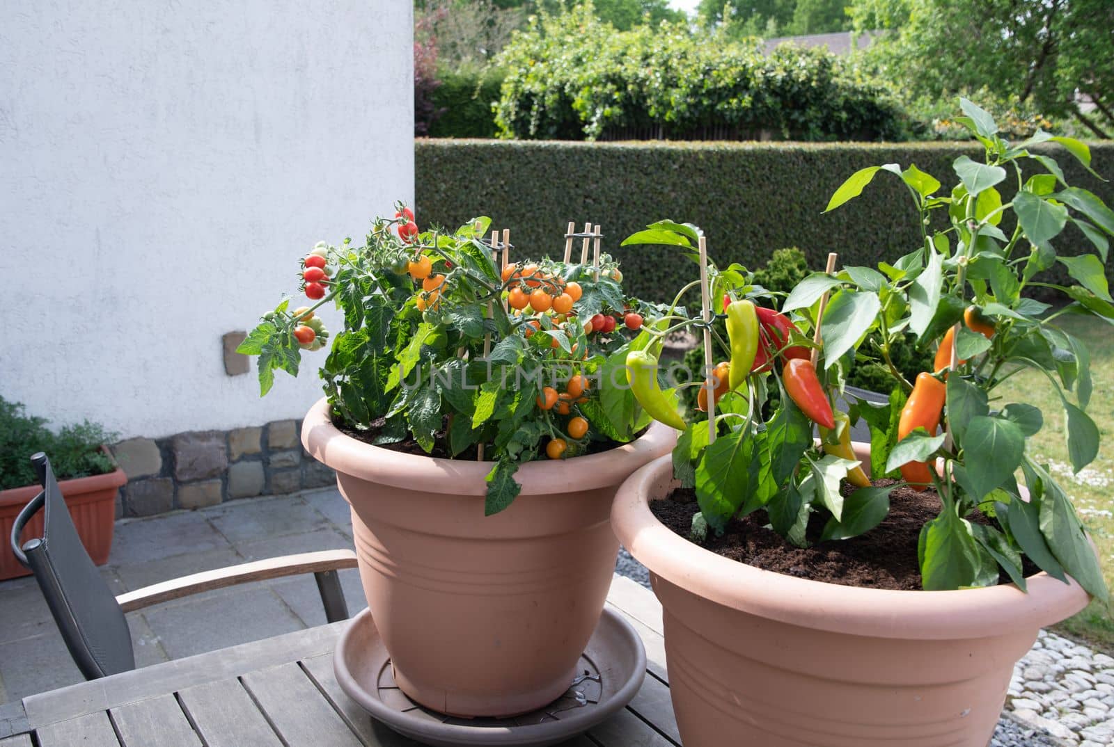 Large pots with cherry tomatoes and on the garden terrace, planting a mini garden when there is no space. High quality photo
