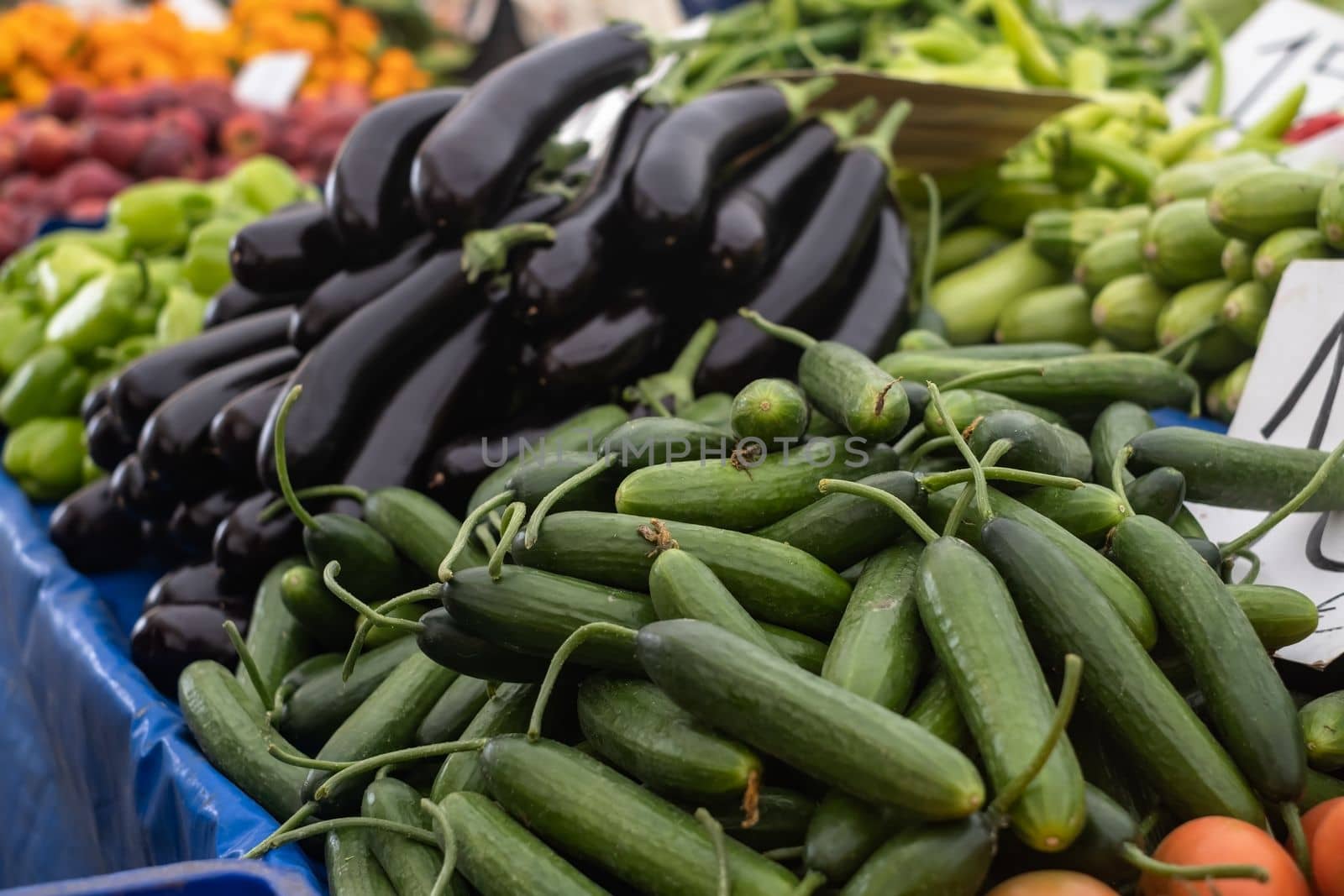 Green cucumbers and violet eggplants. High quality photo