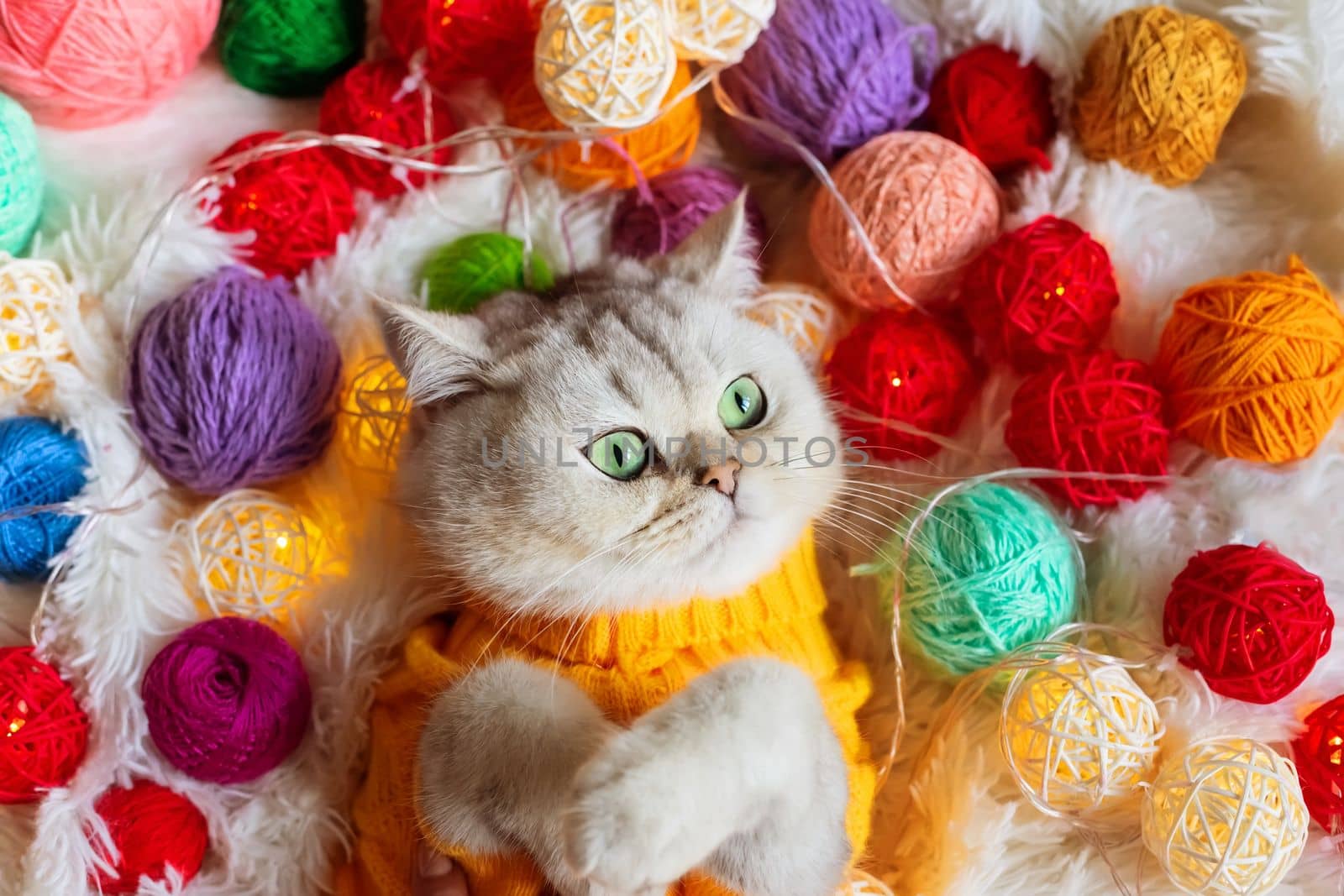 A white cat lies in a yellow knitted sweater, on a fluffy blanket with colorful balls of yarn.Look at side. Top view. Close up. Copy space