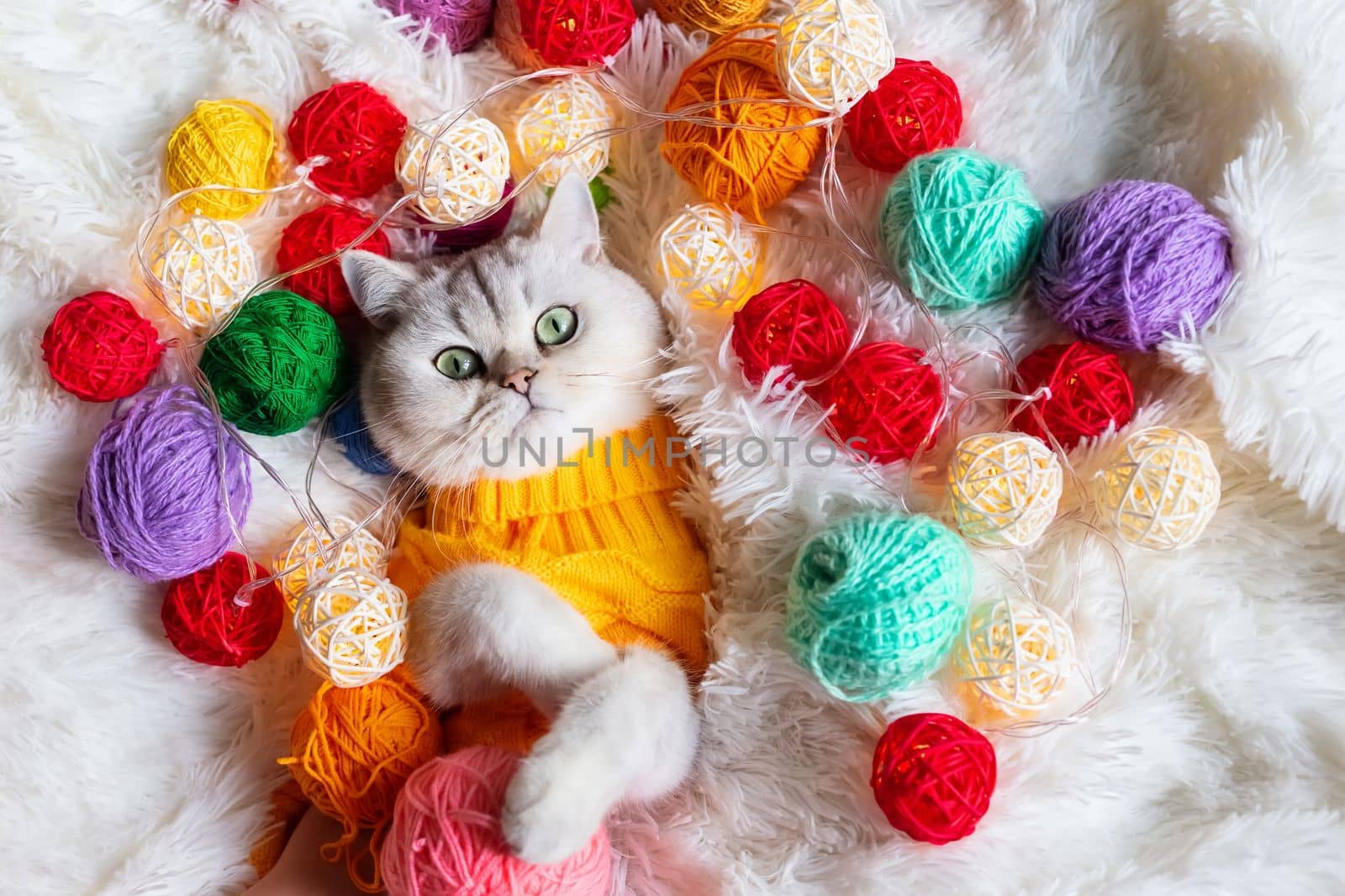 A adorble white cat lies in a yellow knitted sweater, on a fluffy blanket with colorful balls of yarn. View from above. Close up. Copy space