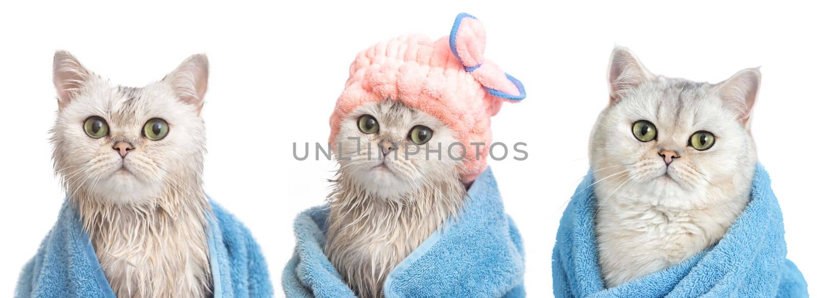 A wide banner of three funny wet white British cats: after bathing, wrapped in a blue towel, in a pink cap on his head and a dry cat in a blue towel, on a white background. Close up