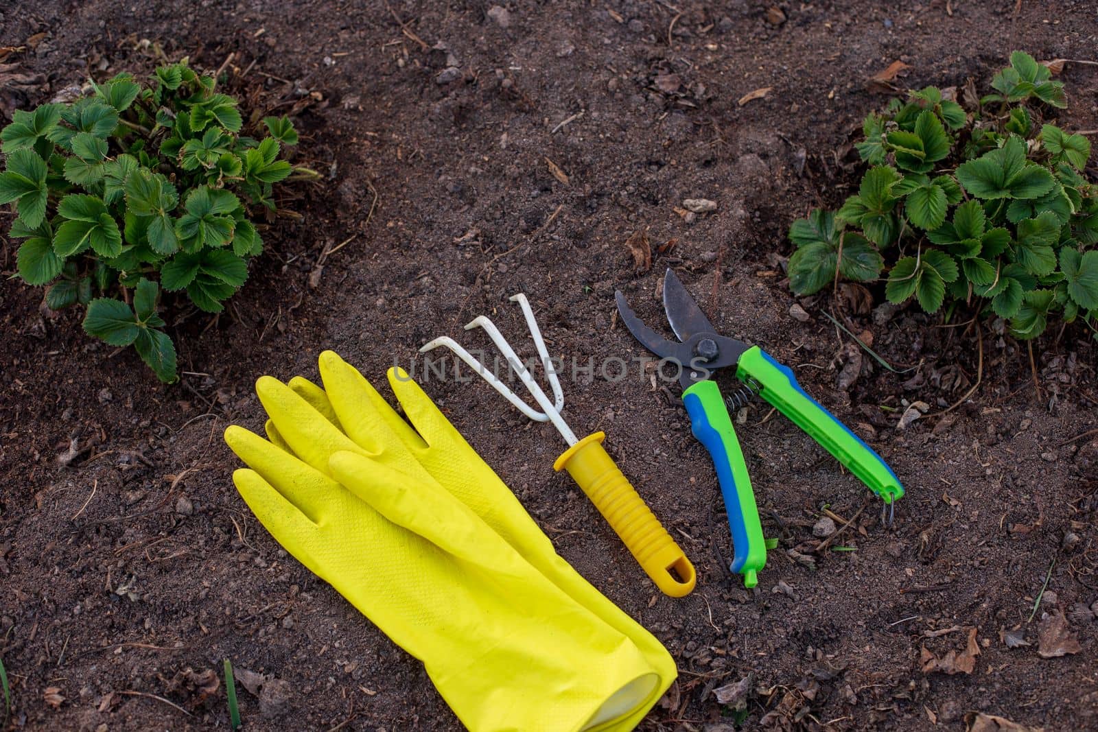A yellow rake, yellow garden gloves and a green pruner lie on the ground in the garden near large green strawberry bushes. Close up. View from above