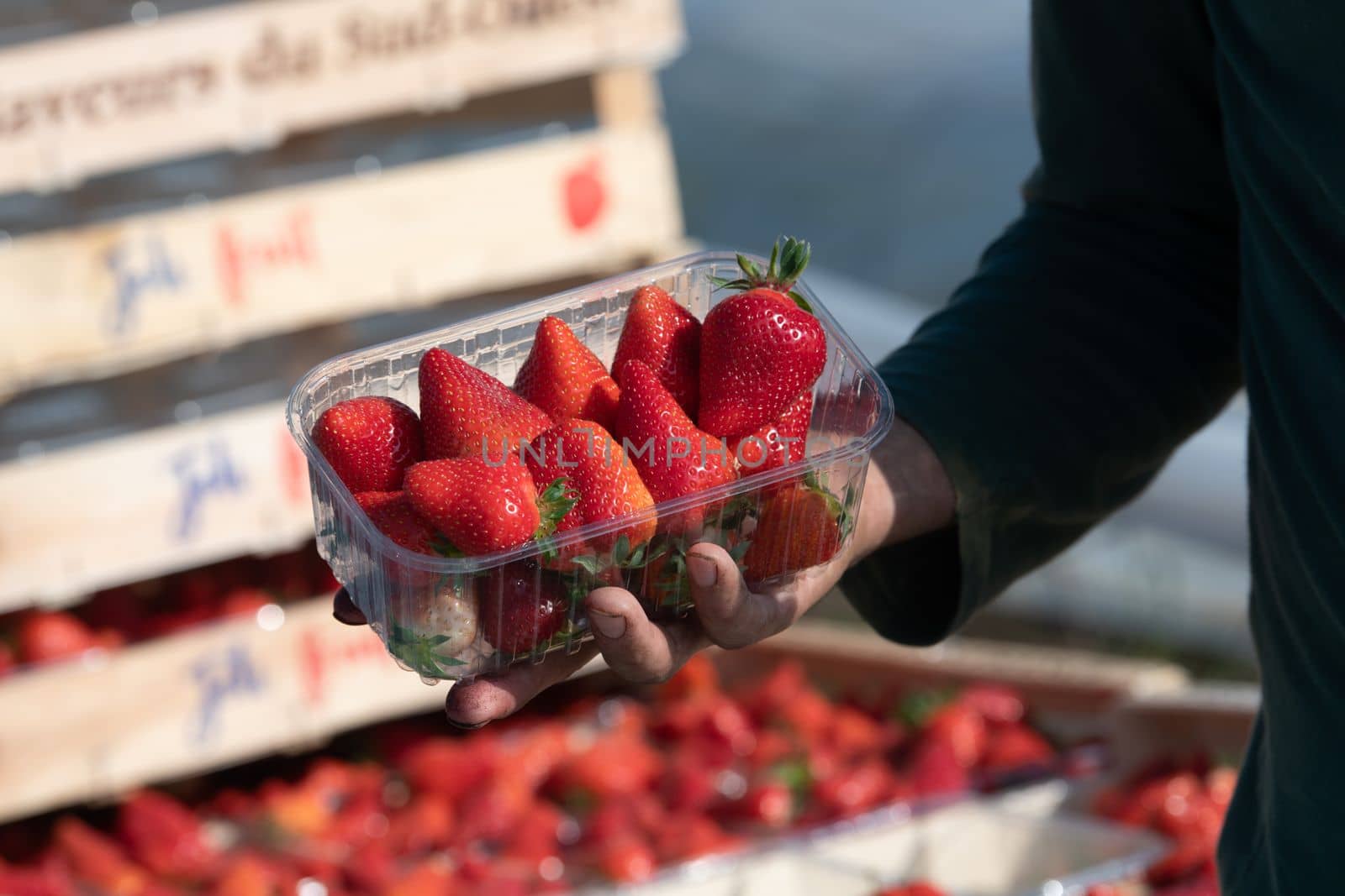 France, Gironde, May 2022: Box with ripe red strawberry while working on strawberry greenhouse field. High quality 4k footage