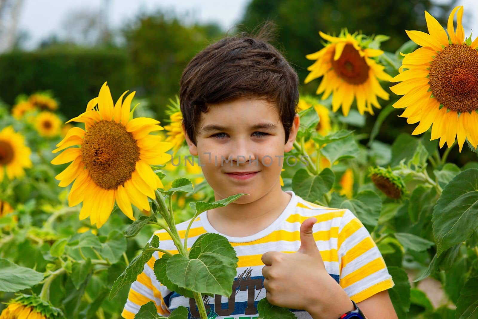 Cute boy in yellow striped t-shirt stands in sunflower flowers showing a thumbs up, in the summer, in the park