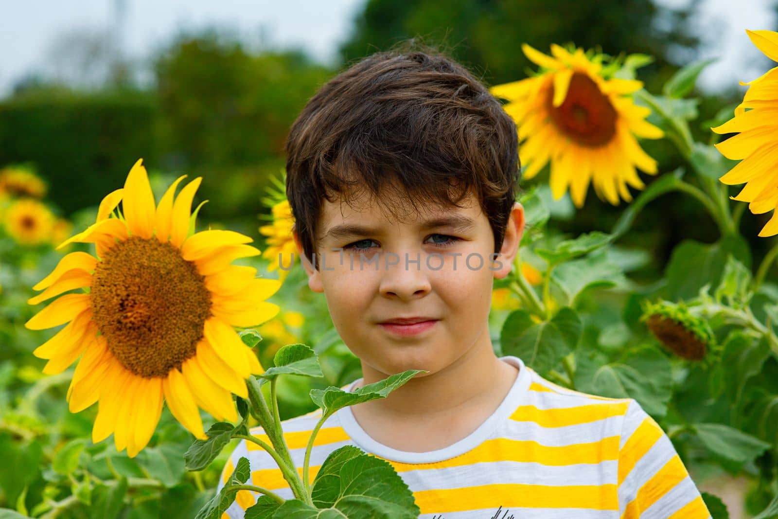 Portrait of boy in yellow striped t-shirt stands in sunflower flowers, in the summer, in the park