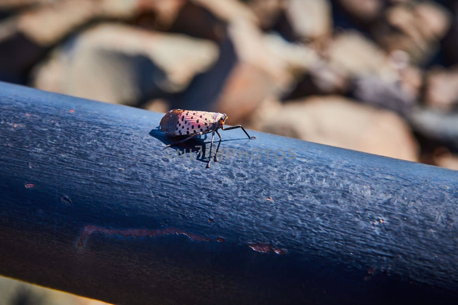 Image of Tiny hazardous bug sitting on dark black railing by rocks