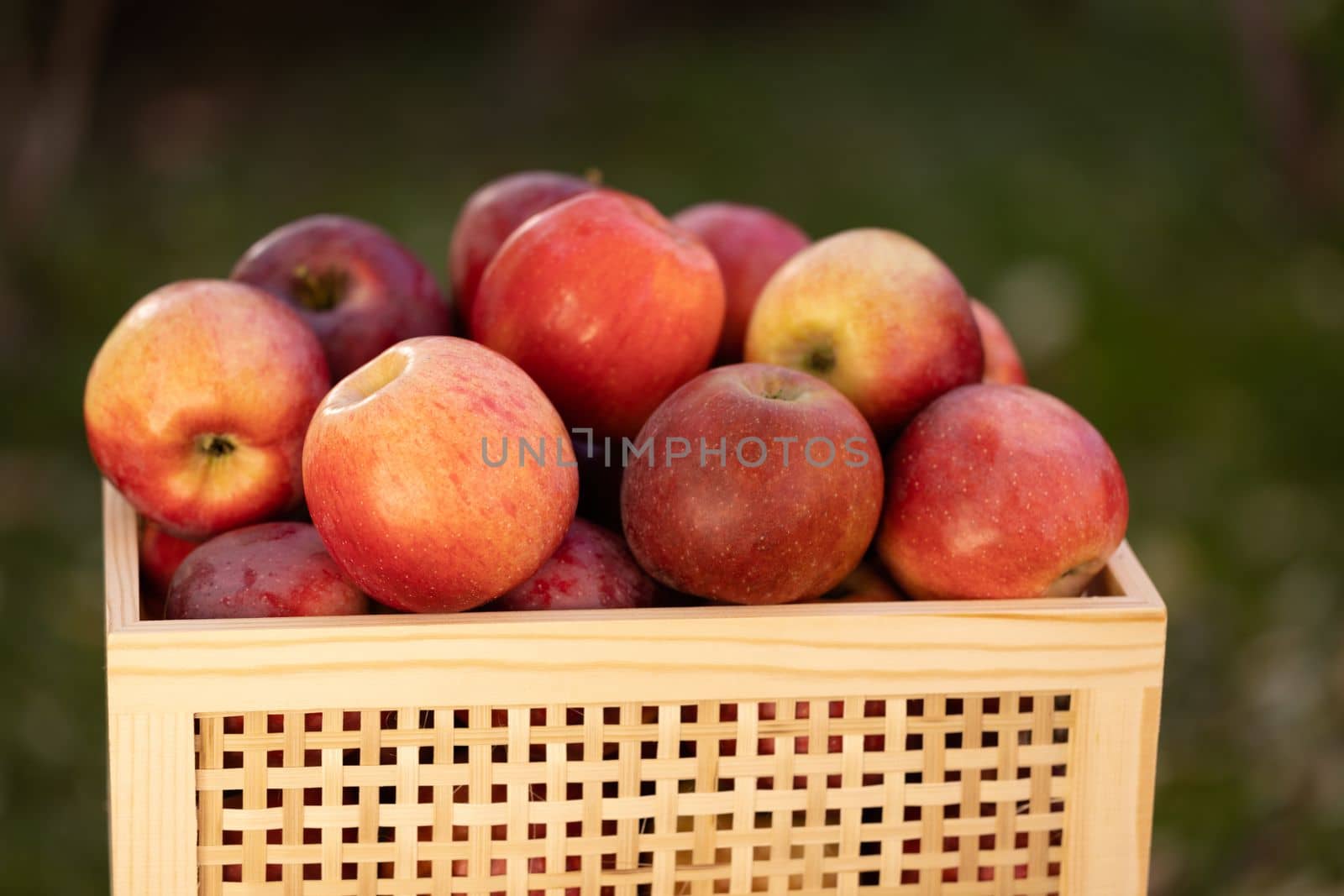 Red apples in a drawer. Autumn season time. Apple harvest in the garden. Fresh organic fruits in the garden during harvest season.