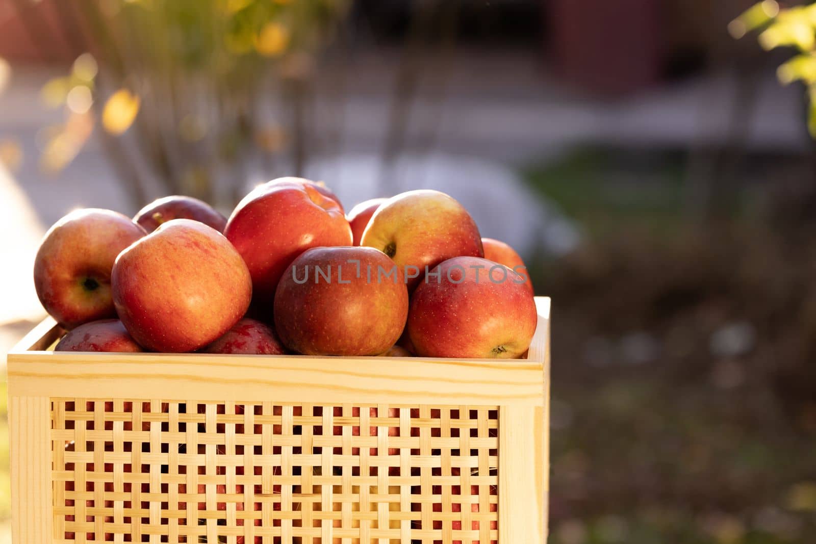Boxes with red apples close-up. Ripe apples in drawer. Fresh organic fruits in the garden during harvest season. Autumn harvest of fresh ripe and juicy red apples by uflypro