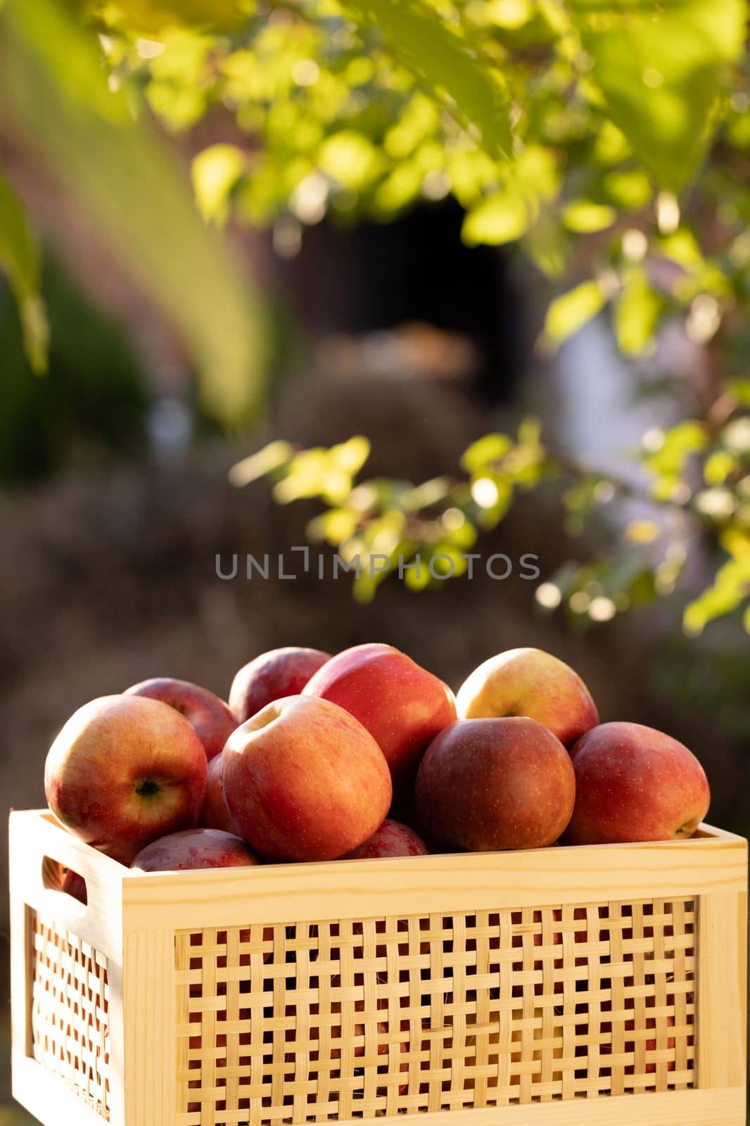 Apples in a wooden box at sunset. Wooden box full of fresh apples. Juicy apples with green leaves in wooden crate. Autumn and harvest concept by uflypro