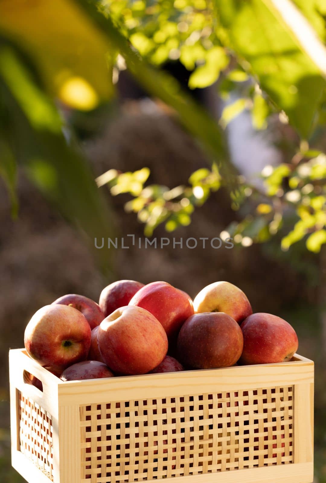 Apple harvesting. Organic fruit. Apple farming. Wooden box with red, ripe, freshly picked, juicy, selective apples. Picking apple harvest. Gardening Organic Food
