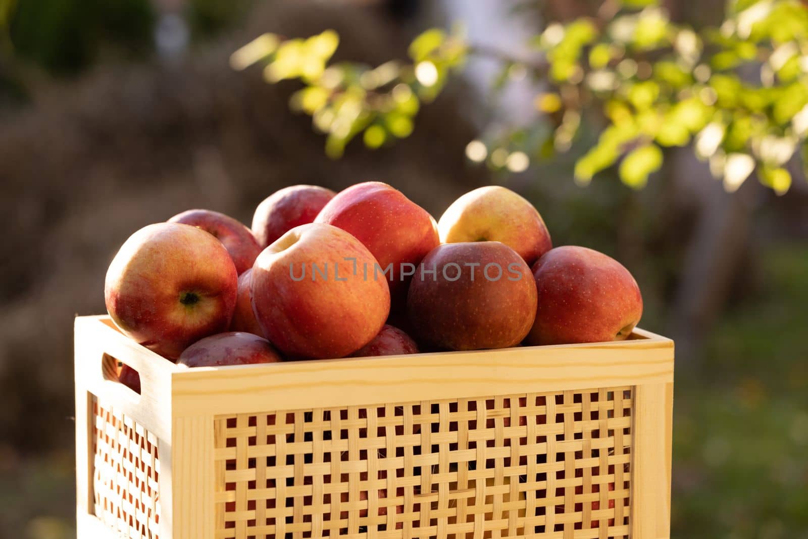 Apples in a wooden box at sunset. Wooden box full of fresh apples. Juicy apples with green leaves in wooden crate. Autumn and harvest concept by uflypro