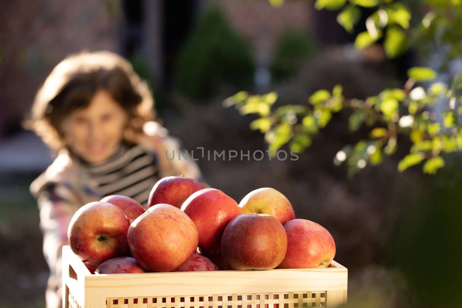 Little girl playing in tree orchard. Cute girl eating red delicious fruit. Child picking apples on farm in autumn. Little girl portrait eating red apple outdoor. Apple picking. Healthy nutrition by uflypro