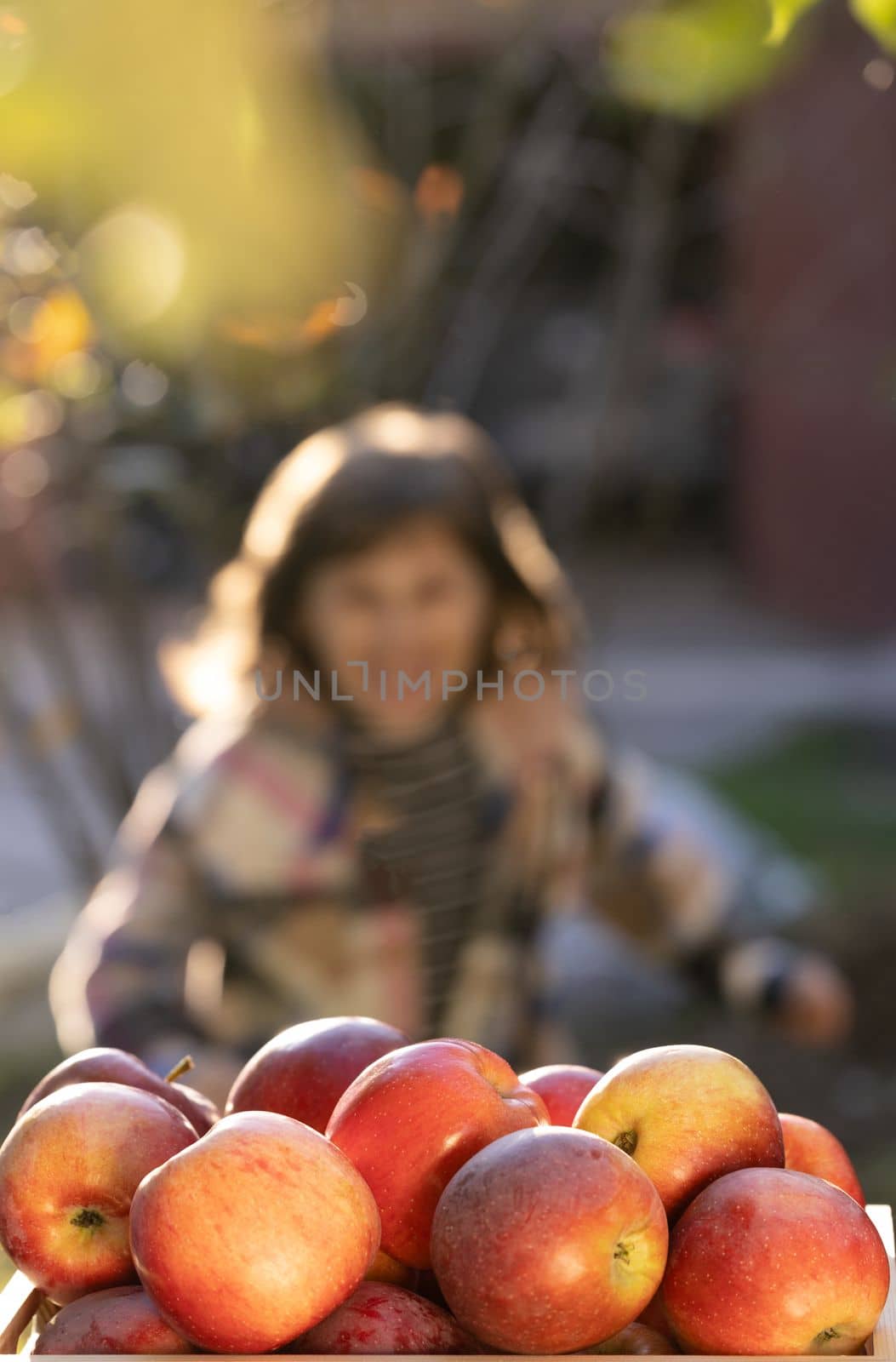 Child picking apples on farm in autumn. Little girl playing in tree orchard. Cute girl eating red delicious fruit. Apple picking. Healthy nutrition.