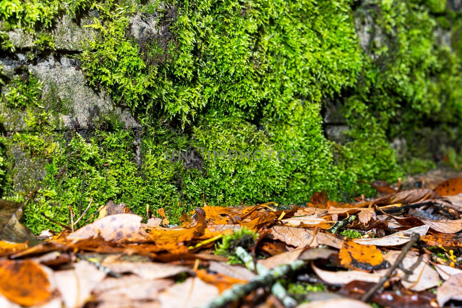 the background is green moss on a stone wall and yellow fallen leaves. Dry fallen leaves and overgrown green moss on an old brick wall in autumn.