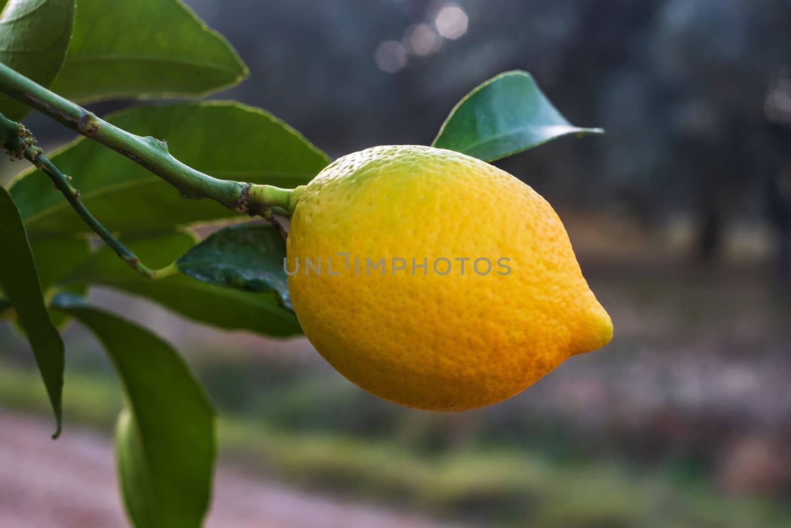 Close up of Lemons hanging from a tree in a lemon grove  by koldunov