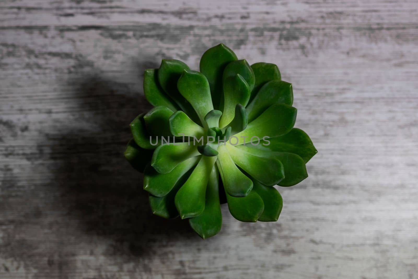 Succulent flower close-up on a wooden background. Potted plant for advertising design, blogging, printing. High quality photo